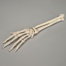 Altay Bones of the Hand and Forearm | Carolina Biological Supply