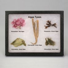 Algae Collection Biorama | Carolina Biological Supply