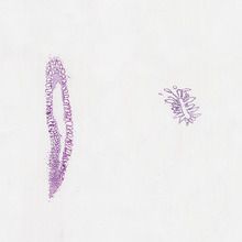 Grantia, c.s. and l.s. Microscope Slide | Carolina Biological Supply