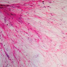 Prepared Vertebrate Histology Identification Microscope Slide Set 12pcs Slides Set for Students