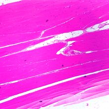 Skeletal Muscle Slide, l.s., thin sec., H&E | Carolina Biological Supply