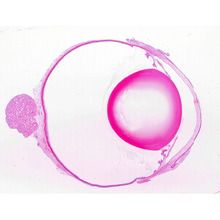 Mammal Eye, median l.s., 7 µm, H&E, Microscope Slide | Carolina