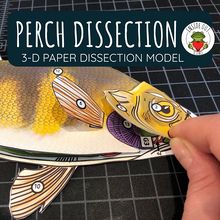 Scienstructable 3D Dissection Model®: Perch Paper Dissection | Carolina ...