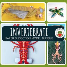 Scienstructable 3D Dissection Model®: Invertebrates Bundle | Carolina ...