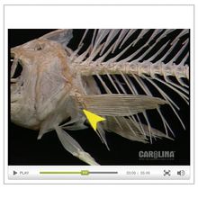 Perch Anatomy: Skeletal, Muscular, & Respiratory Systems Video