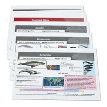 Card Sets, Day 2 Whale Data, Pack of 3 | Carolina Biological Supply
