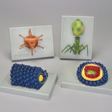 Altay® Typical Viruses Models | Carolina Biological Supply
