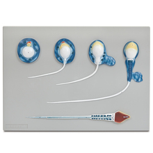 Altay Spermatogenesis Model | Carolina Biological Supply