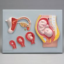 Altay Human Fetal Development Model | Carolina Biological Supply