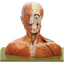 頭部模型 somso社製 Base of the Head SOMSO Situs of the Base of the Skull – GTSimulators.com