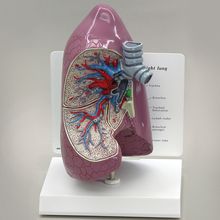 GPI Anatomicals® Human Lung Model | Carolina Biological Supply