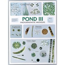 Pond Water Microorganisms Chart