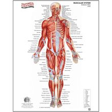 Caroline System Life-Sized Learning® Anatomical Cheatsheets: Muscular System—Anterior ...