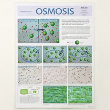 Osmosis Poster | Carolina Biological Supply