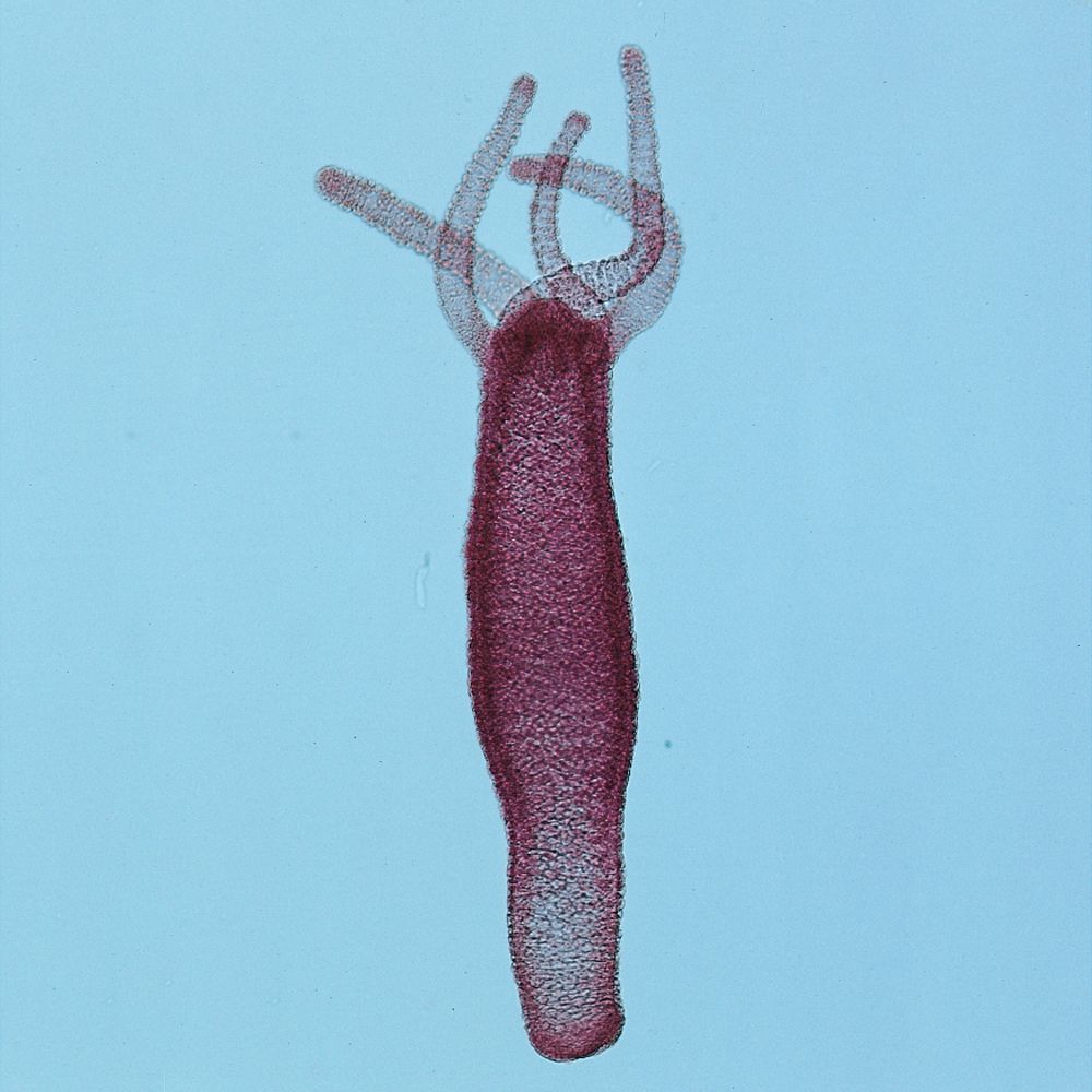 hydra culture hydra culture