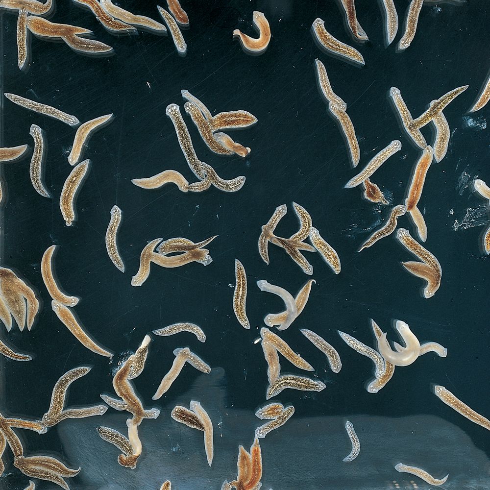Introduction to Invertebrates