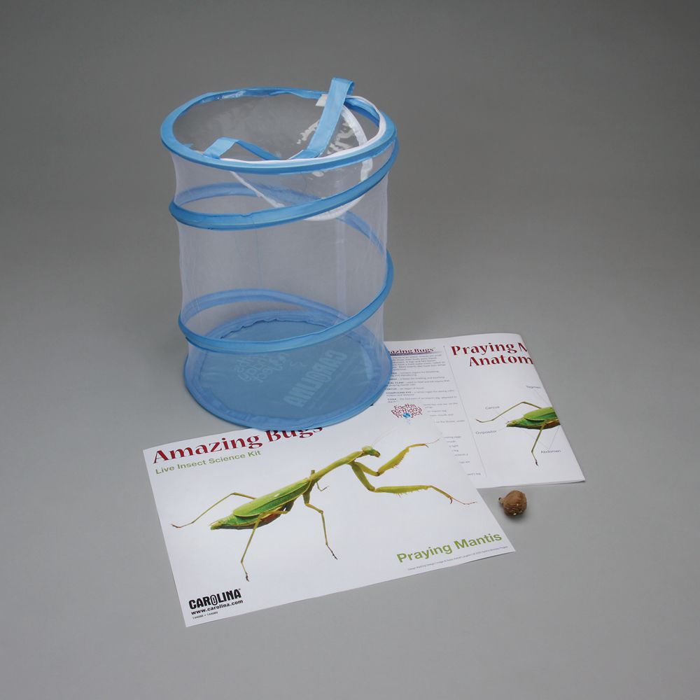 Praying Mantis Amazing Bugs® Kit (with egg case and fruit flies
