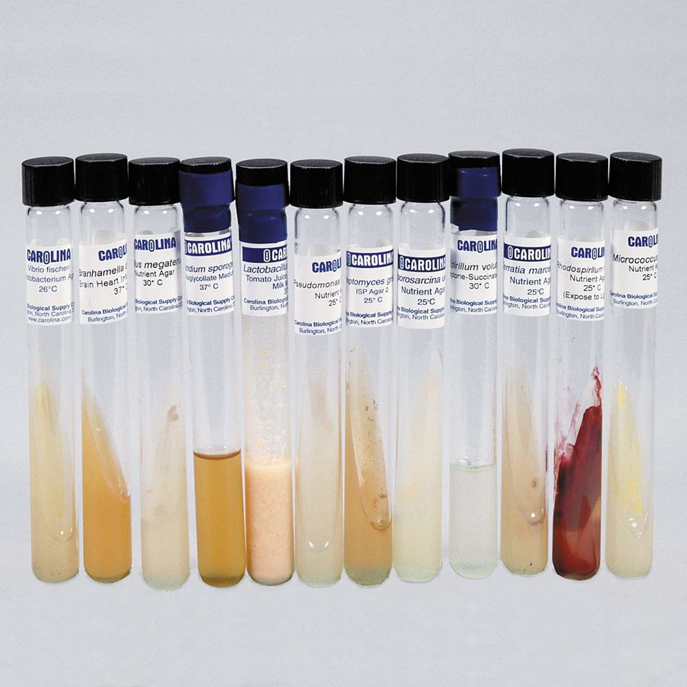 Advanced High School Bacteria Collection Set, Living