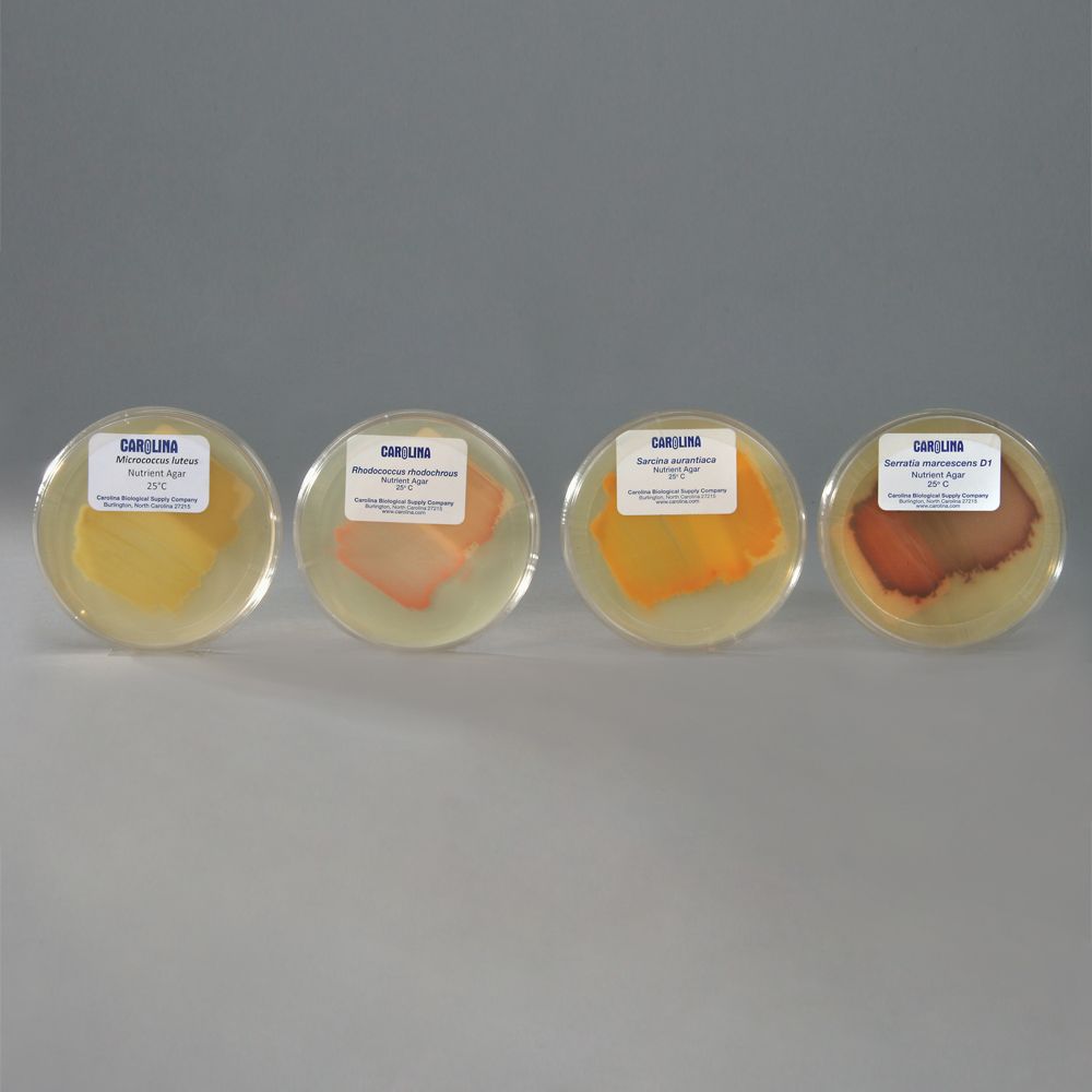 Pigmented Bacteria Set, Plate Cultures, Living