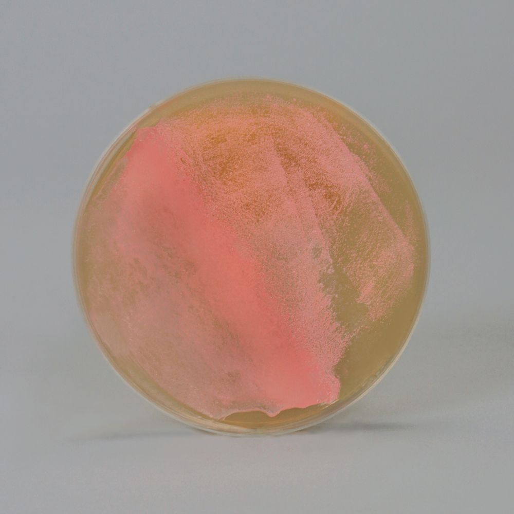 Halobacterium is a representative of Archaea