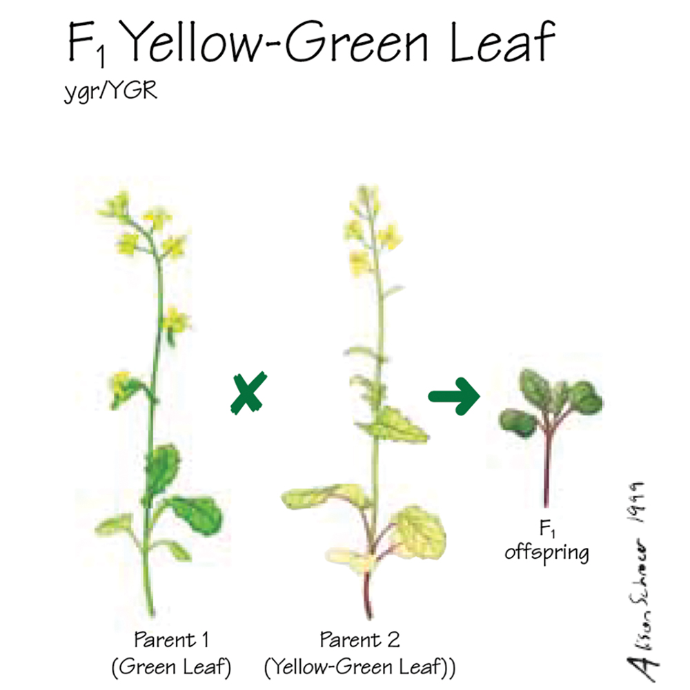 Brassica rapa (Wisconsin Fast Plants®), F1 YellowGreen Leaf Seed, Pack