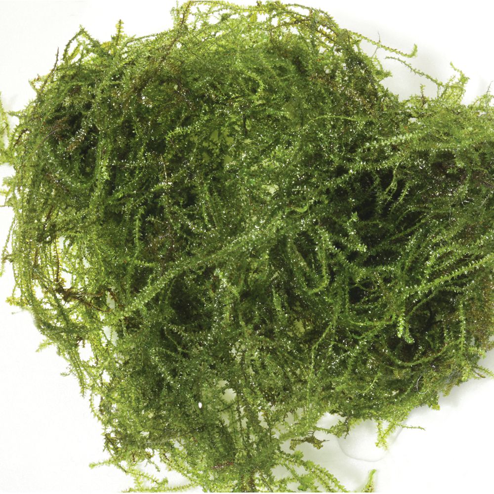 Christmas Moss, Living, 200-mL Unit | Carolina.com