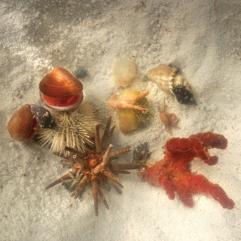 Carolina® Touch Tank Set Carolina® Touch Tank Set