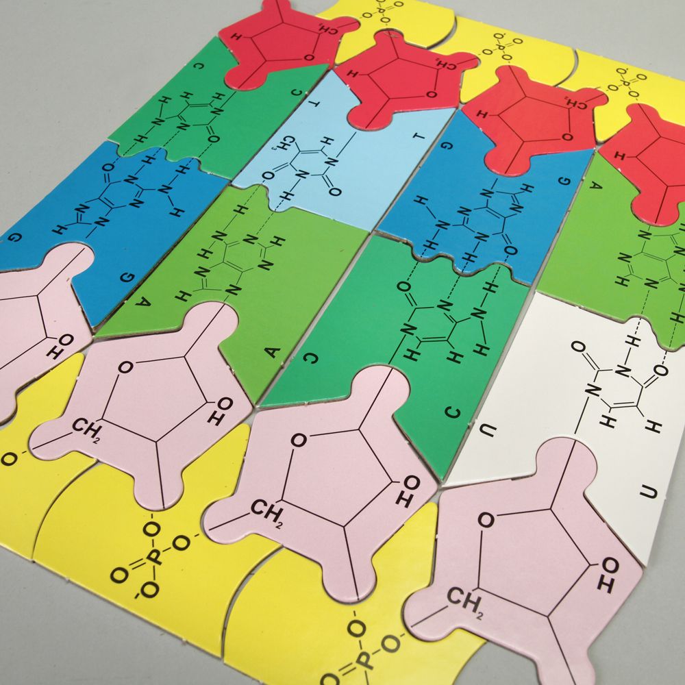 DNA Puzzle Kit