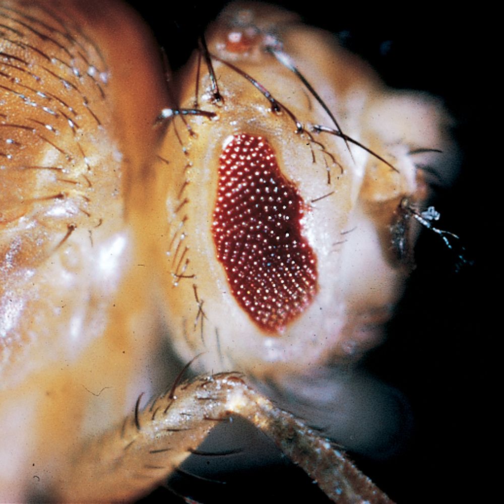 Drosophila, Living, Apterous, ExtraLarge Culture