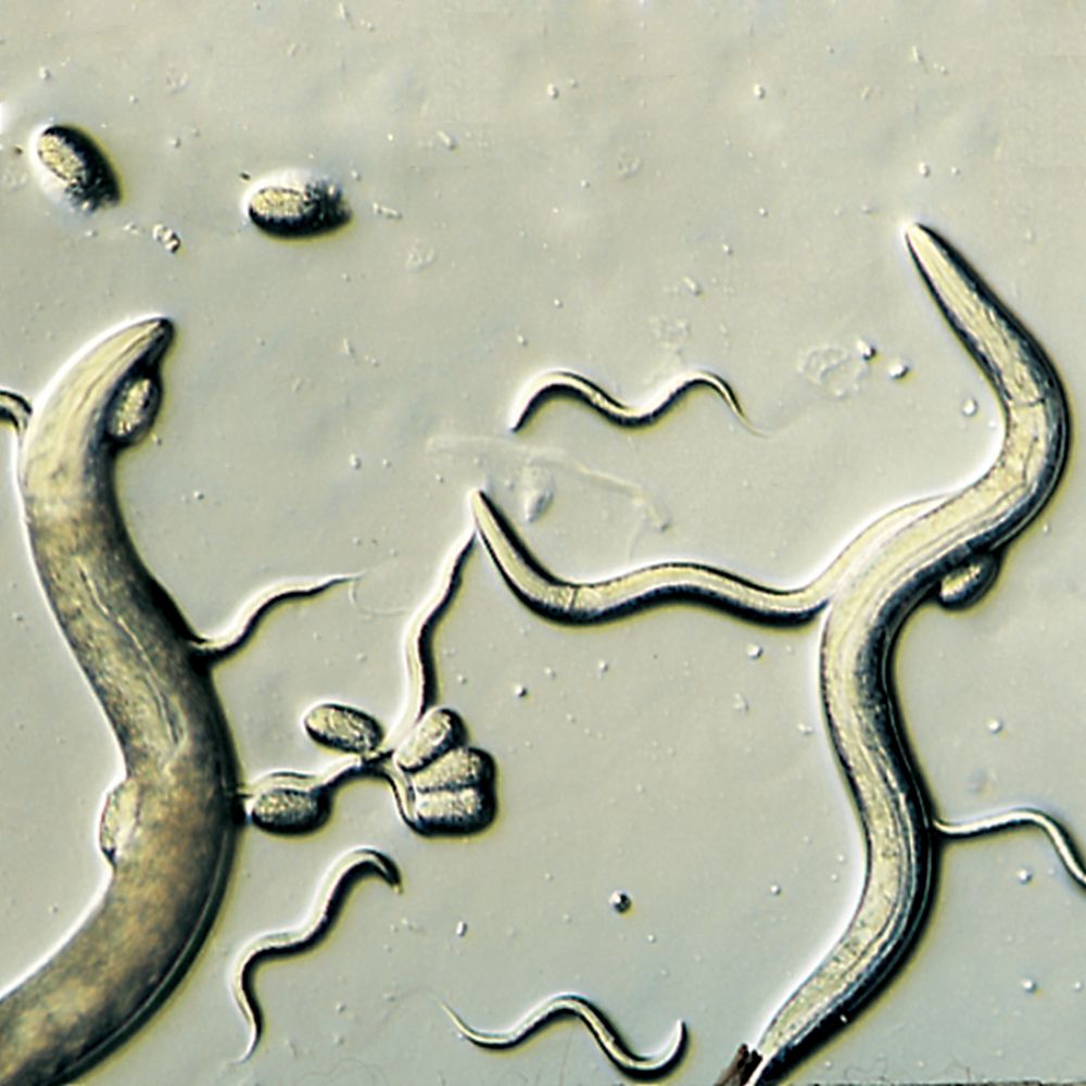 C. elegans