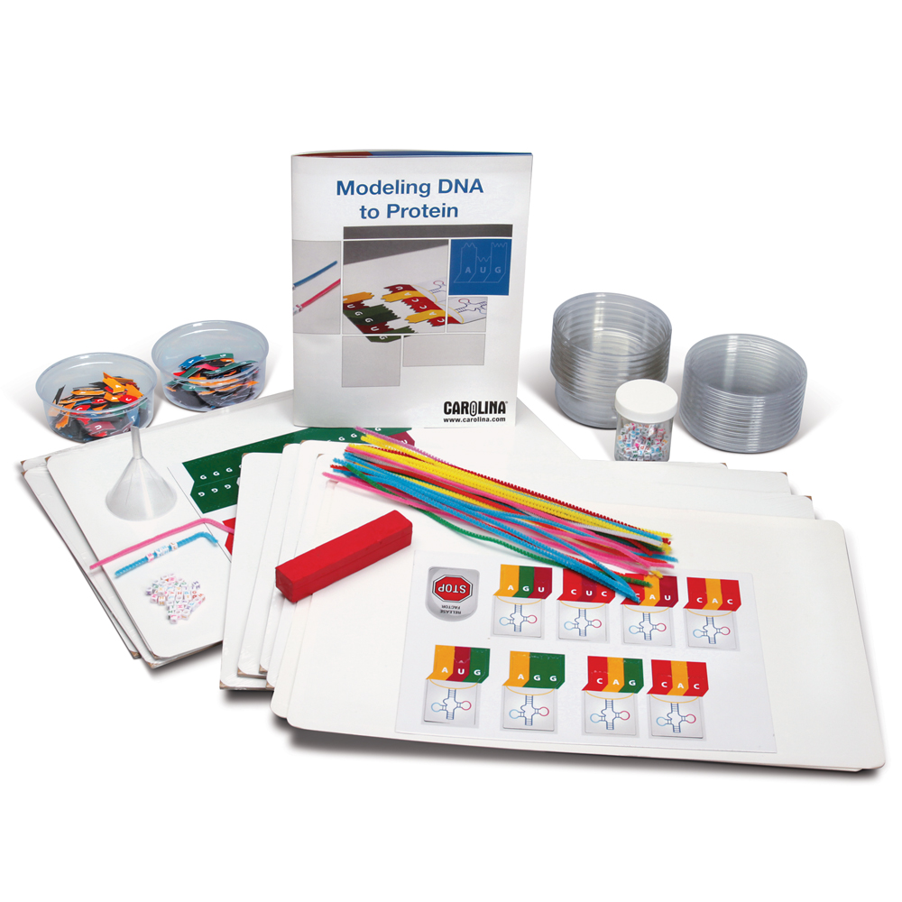 Modeling DNA to Protein 8-Station Kit | Carolina.com