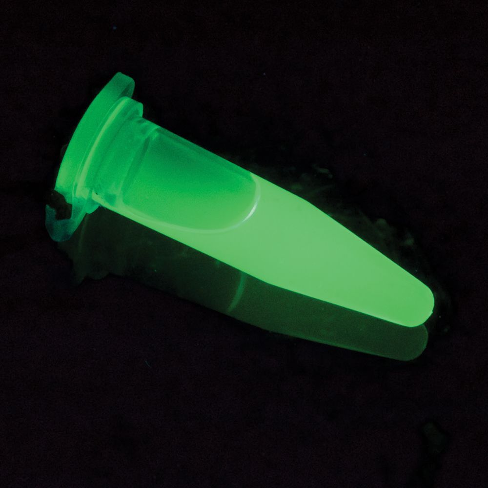 Glowing tube of Green Fluorescent Protein