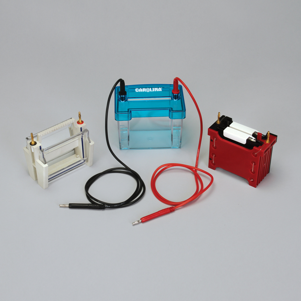 Carolina® Electrophoresis and Protein Western Blot System