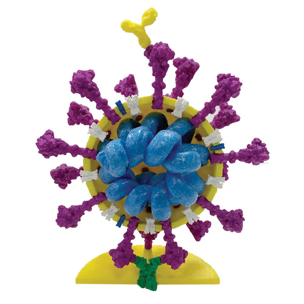 Coronavirus Model, 4