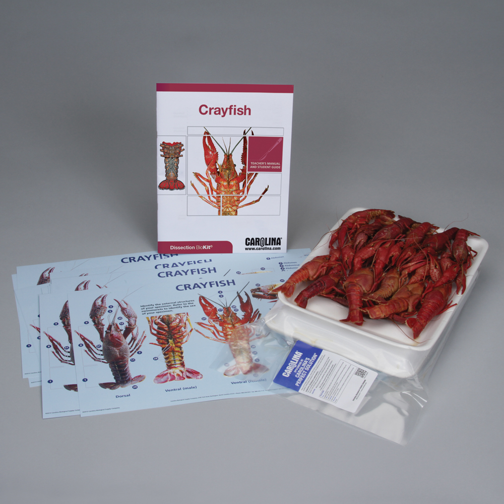 Carolina® Crayfish Dissection BioKits®