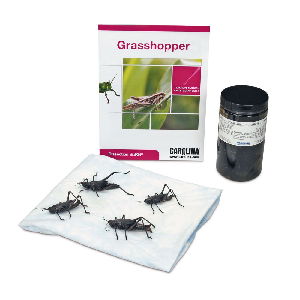 thumbnail image 2 of S Young Scientist Earthworm Dissection Kit 2 of 12