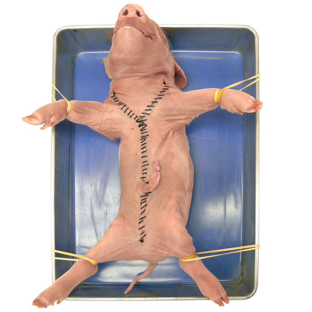 fetal pig dissection