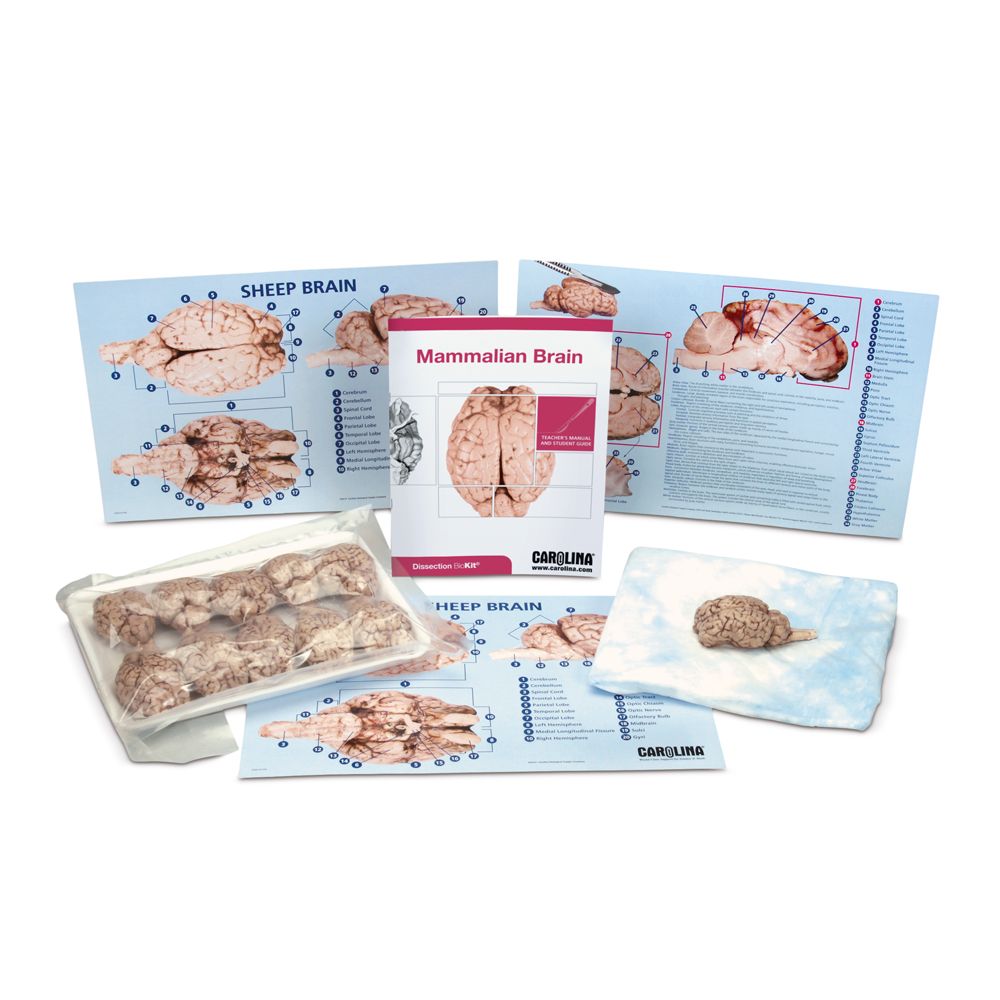 Carolina® Mammalian Brain Dissection BioKits®