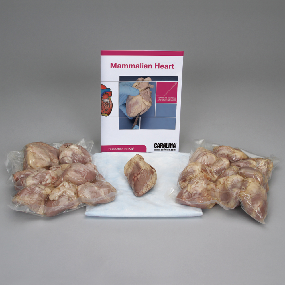Mammalian Heart BioKit®