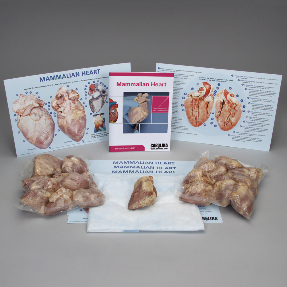 Mammalian Heart Biokit With Dissection Mats Carolina Com