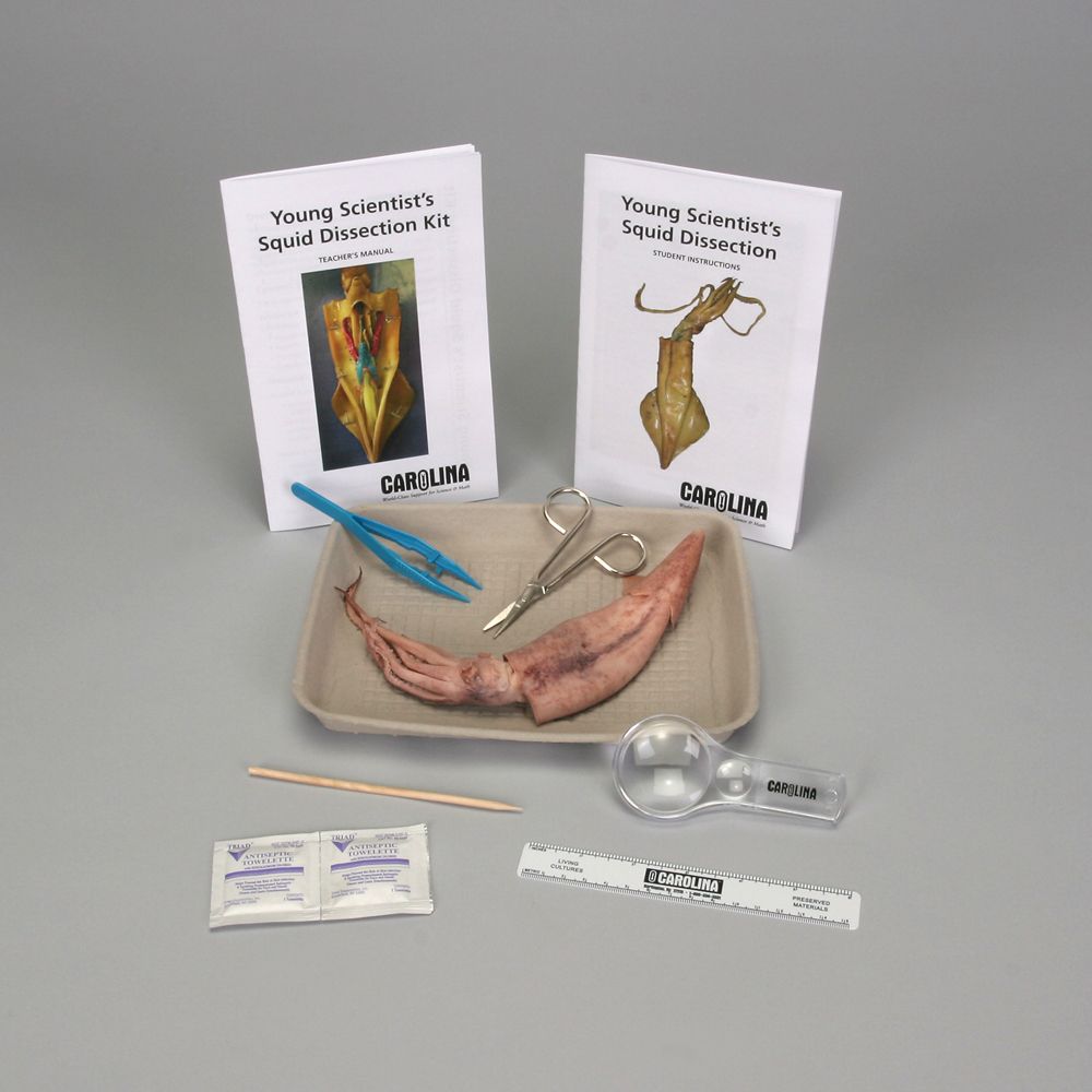 Carolina's Young Scientist™ Squid Dissection Kit