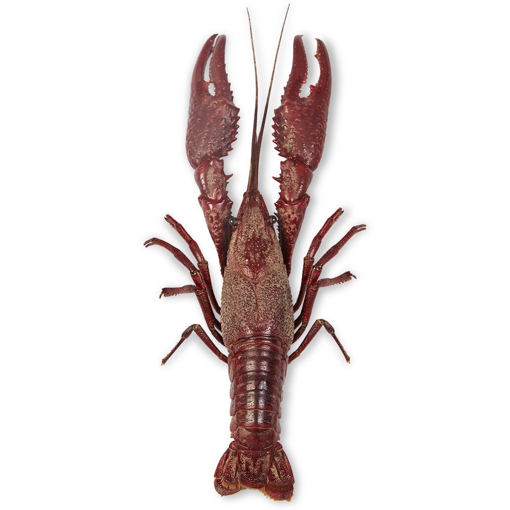 pictures of crayfish