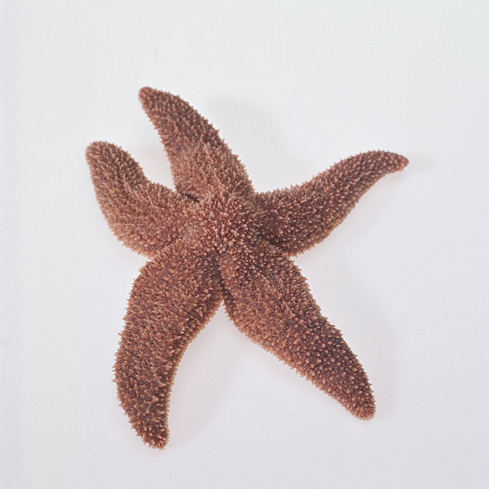 Formalin Preserved Starfish (Asterias or Pisaster)