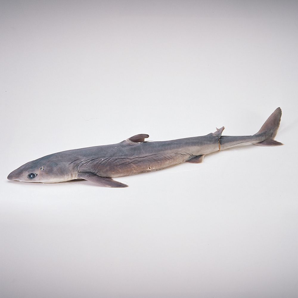 Free dogfish dissection guide Free dogfish dissection guide