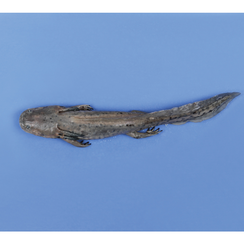 Carolina's Perfect Solution® Preserved Salamanders, Plain Carolina