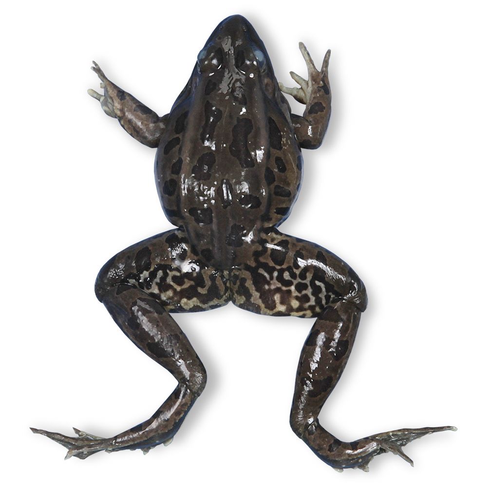 Carolina's Perfect Solution® Preserved Frogs, 3 to 4"