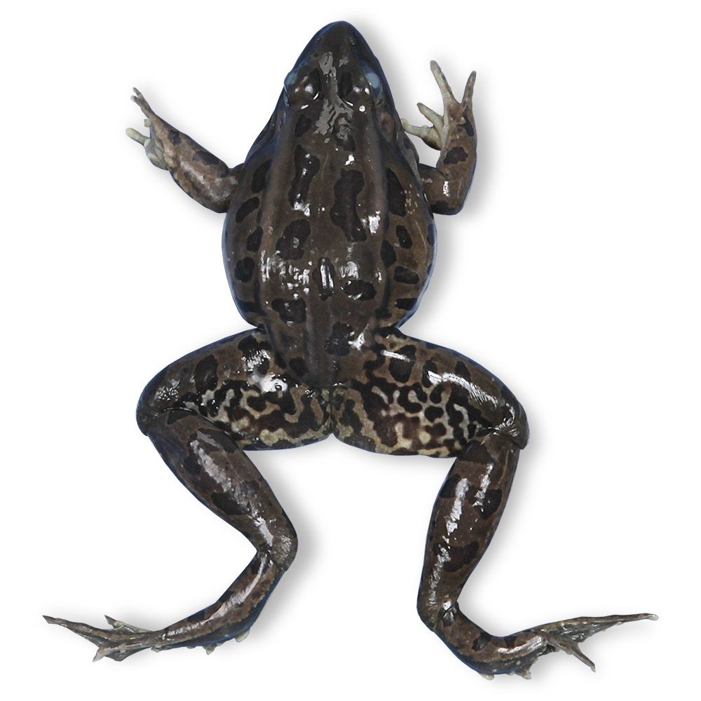 Carolina's Perfect Solution® Preserved Frogs, 3 to 4"
