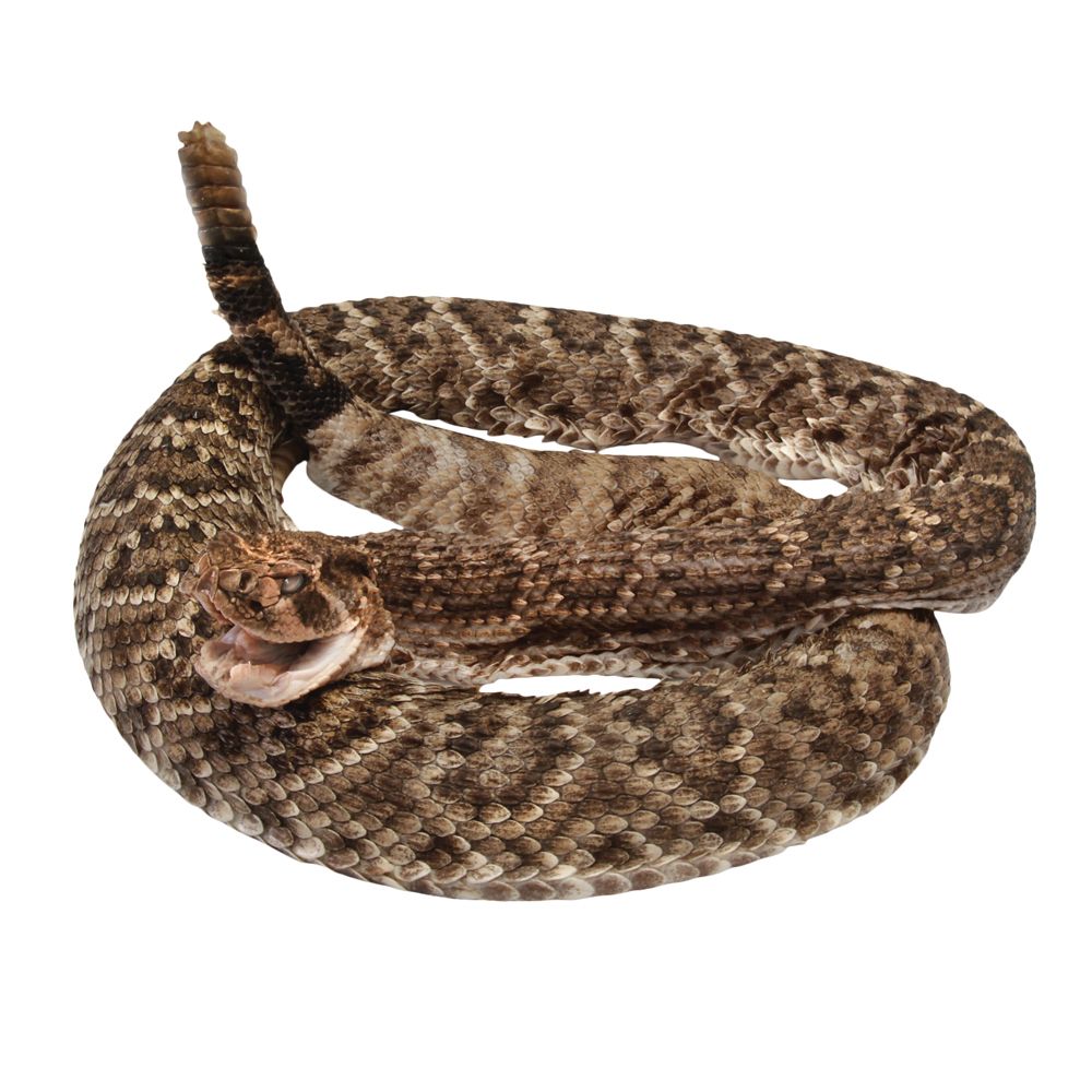 Carolina's Perfect Solution® Rattlesnake | Carolina Biological Supply