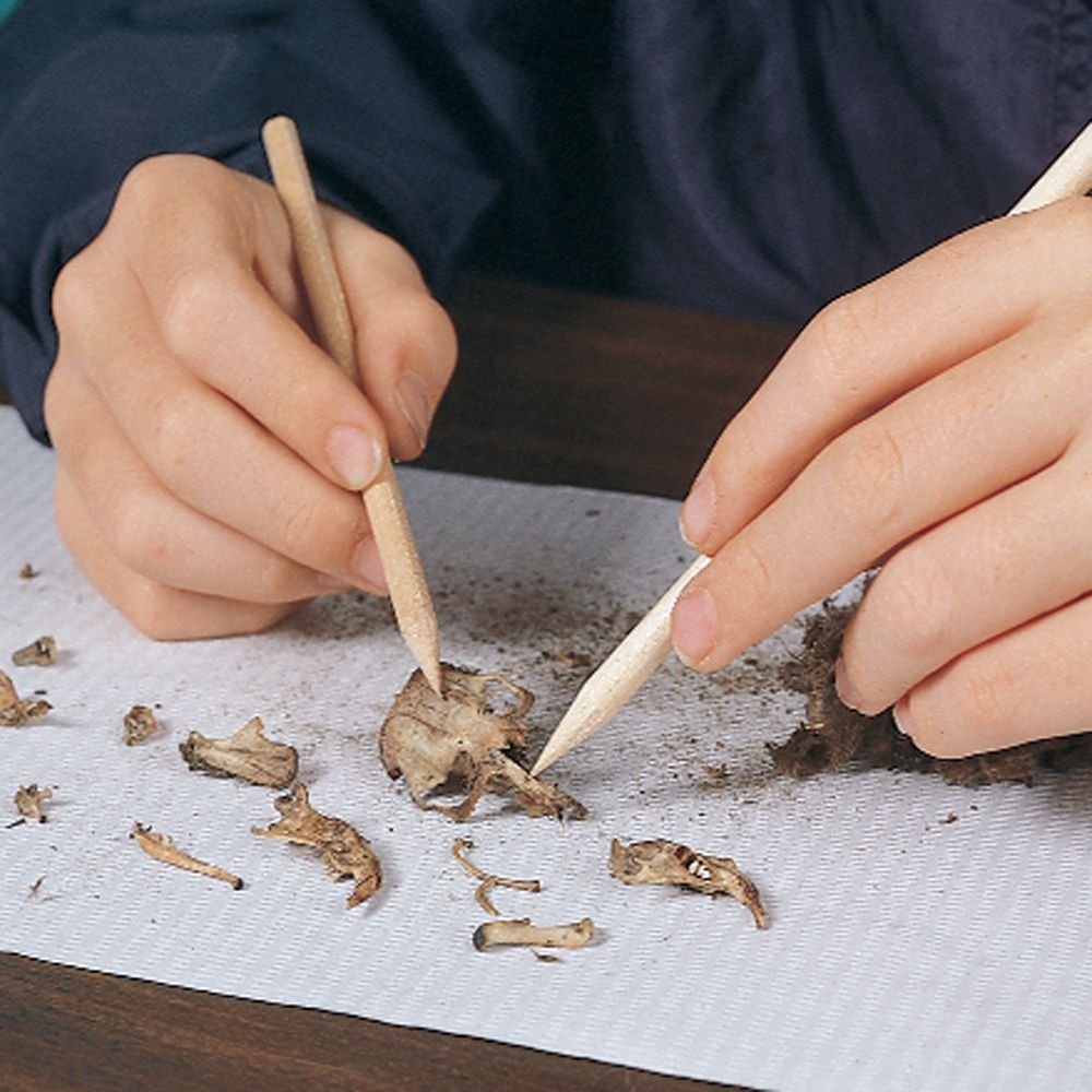 An Owl Pellet Investigation – Resources – K-12 Education