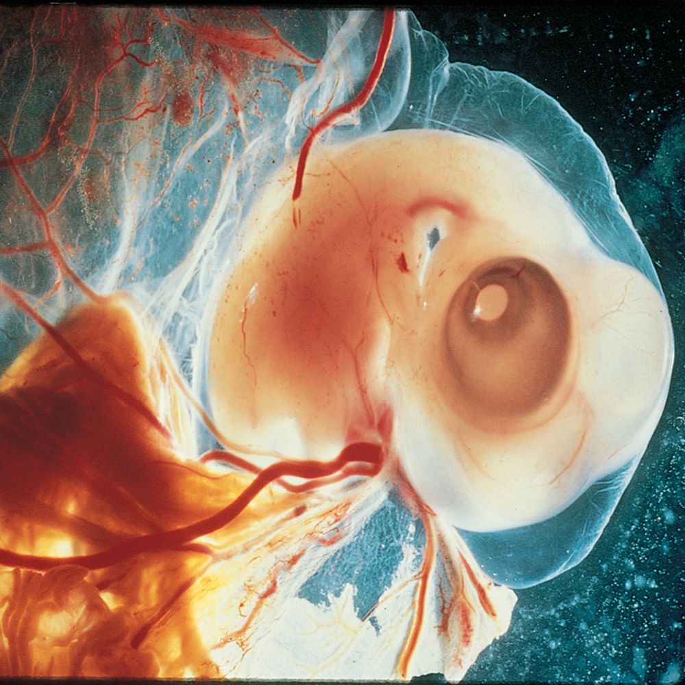 Chick Embryo Set, Preserved, with Poster Carolina Biological Supply